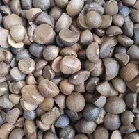 Semințe de camelie comestibile